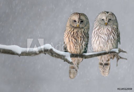 Bild på Pair of Ural owls sitting on branch Strix uralensis